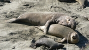 PICTURES/Elephant Seals on Cambria Beach/t_Amorous Couple.JPG